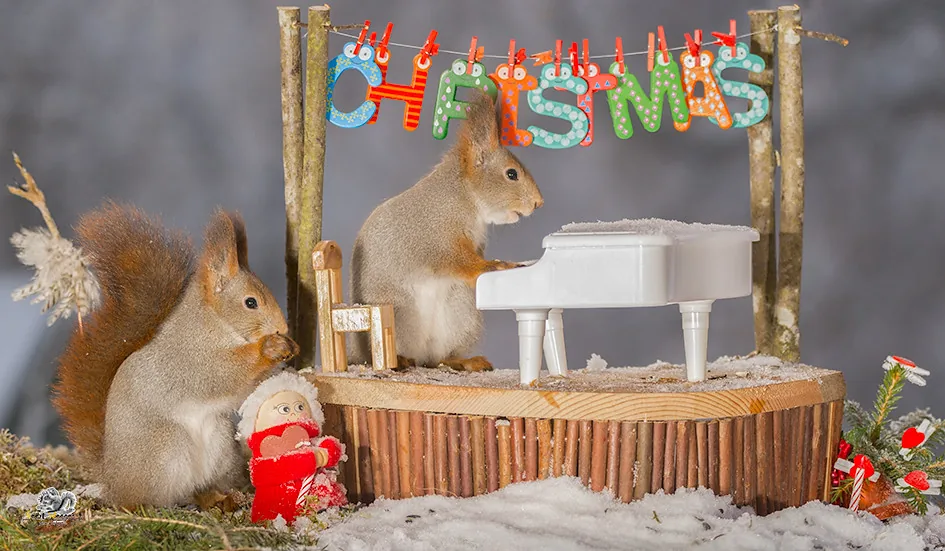 Squirrel playing a small piano Squirrel playing a small piano